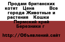 Продам британских котят › Цена ­ 500 - Все города Животные и растения » Кошки   . Пермский край,Березники г.